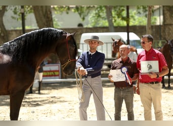 PRE, Stallion, 9 years, 16,3 hh, Black