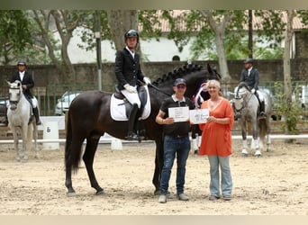 PRE, Stallion, 9 years, 16,3 hh, Black