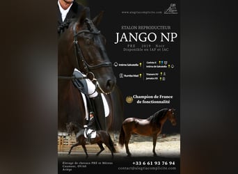 PRE, Stallion, 9 years, 16,3 hh, Black