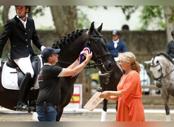 PRE, Stallion, 9 years, 16,3 hh, Black