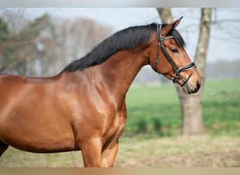 KWPN, Gelding, 4 years, 16,1 hh, Brown