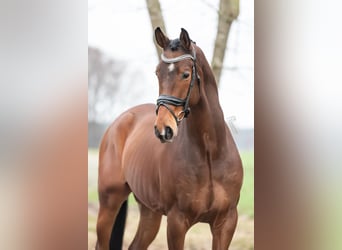 KWPN, Gelding, 4 years, 16,1 hh, Brown