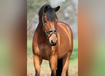 KWPN, Gelding, 4 years, 16,1 hh, Brown