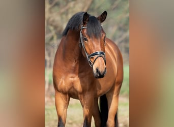 KWPN, Gelding, 4 years, 16,1 hh, Brown