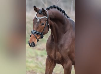 KWPN, Gelding, 4 years, 16,1 hh, Brown