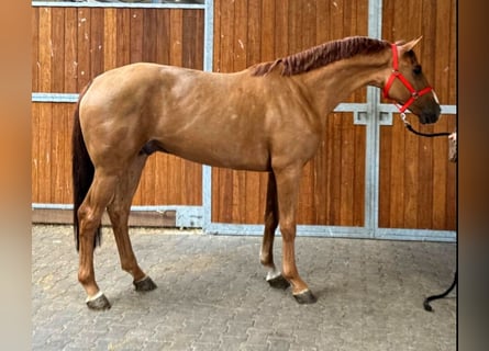 KWPN, Gelding, 5 years