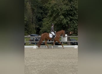 KWPN Mix, Mare, 5 years, 16 hh, Chestnut-Red