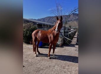 KWPN Mix, Mare, 5 years, 16 hh, Chestnut-Red
