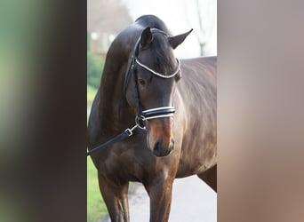 KWPN, Stallion, 3 years, 16,1 hh, Bay-Dark