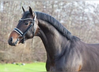KWPN, Stallion, 3 years, 16,1 hh, Bay-Dark