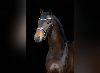 KWPN, Stallion, 3 years, 16,1 hh, Bay-Dark
