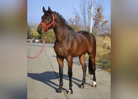 KWPN, Stallion, 3 years, 16,2 hh, Brown