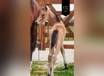 KWPN, Stallion, Foal (01/2026), Buckskin
