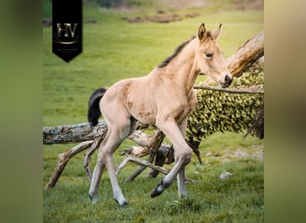 KWPN, Stallion, Foal (01/2026), Buckskin