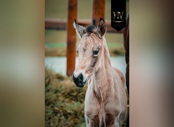 KWPN, Stallion, Foal (01/2026), Buckskin