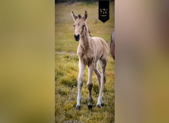 KWPN, Stallion, Foal (01/2026), Buckskin