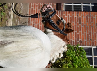 Mini Shetland Pony, Stallion, 14 years, 8 hh, Pinto