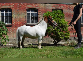 Mini Shetland Pony, Stallion, 14 years, 8 hh, Pinto