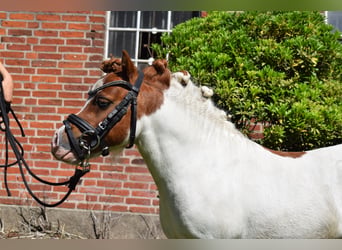 Mini Shetland Pony, Stallion, 14 years, 8 hh, Pinto