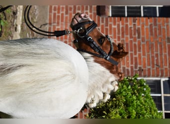 Mini Shetland Pony, Stallion, 14 years, 8 hh, Pinto