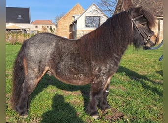 Mini Shetland Pony, Stallion, 6 years, 8,2 hh, Roan-Bay