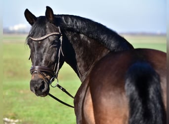 More ponies/small horses, Mare, 8 years, 15,1 hh, Brown