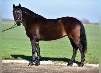 More ponies/small horses, Mare, 8 years, 15,1 hh, Brown