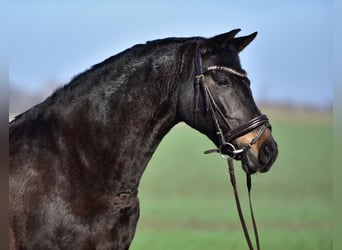 More ponies/small horses, Mare, 8 years, 15,1 hh, Brown