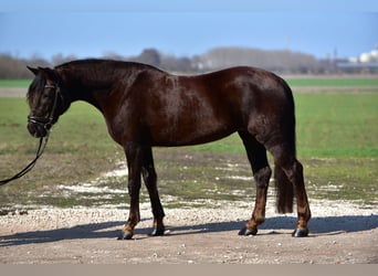 More ponies/small horses, Mare, 8 years, 15,1 hh, Chestnut-Red