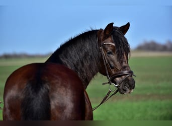 More ponies/small horses, Mare, 8 years, 15,1 hh, Chestnut-Red
