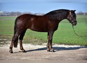 More ponies/small horses, Mare, 8 years, 15,1 hh, Chestnut-Red