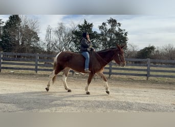 Mule, Mare, 10 years, 15 hh, Sorrel