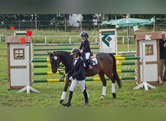 NRPS, Gelding, 9 years, 14,1 hh, Brown
