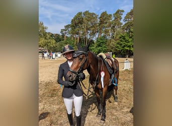 NRPS, Gelding, 9 years, 14,1 hh, Brown