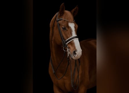 Oldenburg, Gelding, 10 years, 16,1 hh, Chestnut