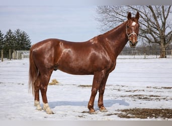 Oldenburg Mix, Gelding, 11 years, 15,3 hh, Sorrel