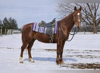Oldenburg Mix, Gelding, 11 years, 15,3 hh, Sorrel
