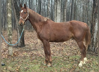Oldenburg Mix, Gelding, 11 years, 15,3 hh, Sorrel