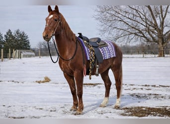 Oldenburg Mix, Gelding, 11 years, 15,3 hh, Sorrel