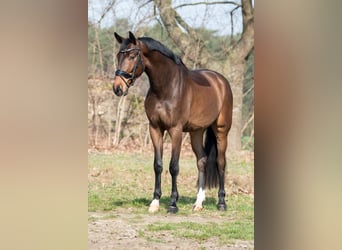 Oldenburg, Gelding, 4 years, 17 hh, Bay-Dark