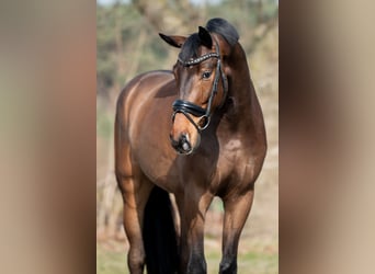 Oldenburg, Gelding, 4 years, 17 hh, Bay-Dark