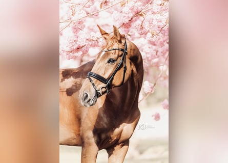 Oldenburg, Mare, 10 years, 17 hh, Chestnut-Red