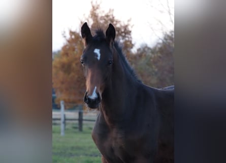 Oldenburg, Mare, 1 year, 16,2 hh, Brown
