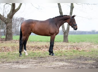 Oldenburg, Mare, 5 years, 17 hh, Brown