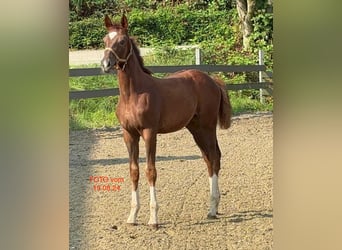 Oldenburg, Mare, Foal (01/2026)