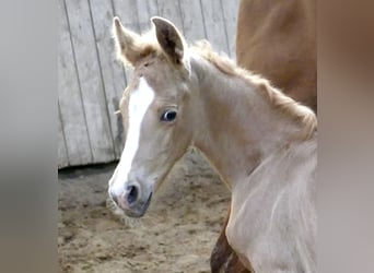 Other Warmbloods, Mare, Foal (02/2026), 16,1 hh, Palomino