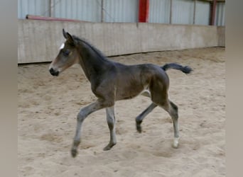 Other Warmbloods, Stallion, Foal (02/2026), 16,2 hh, Smoky-Black