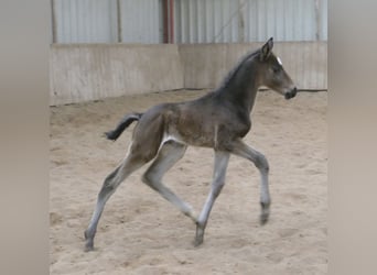 Other Warmbloods, Stallion, Foal (02/2026), 16,2 hh, Smoky-Black