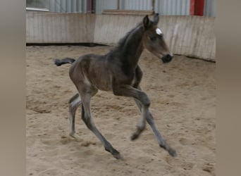 Other Warmbloods, Stallion, Foal (02/2026), 16,2 hh, Smoky-Black