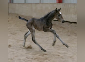 Other Warmbloods, Stallion, Foal (02/2026), 16,2 hh, Smoky-Black
